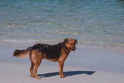 黑色和褐色的德国牧羊犬在白天运行在海滨
